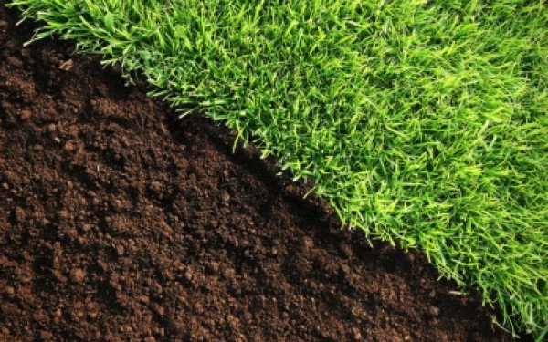 Melhor Época para Plantar Grama