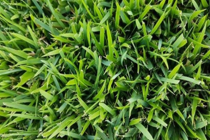 Grama Esmeralda - Preço por m2 | Magigramas