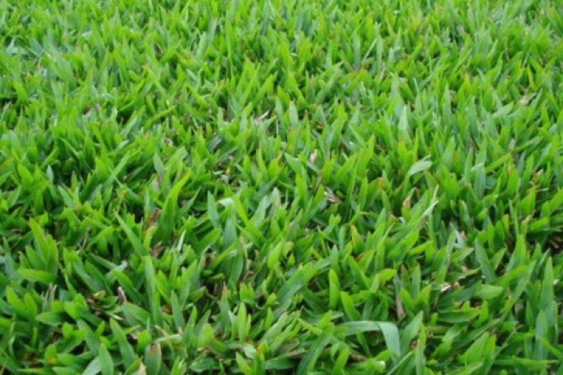 Grama São Carlos Plus