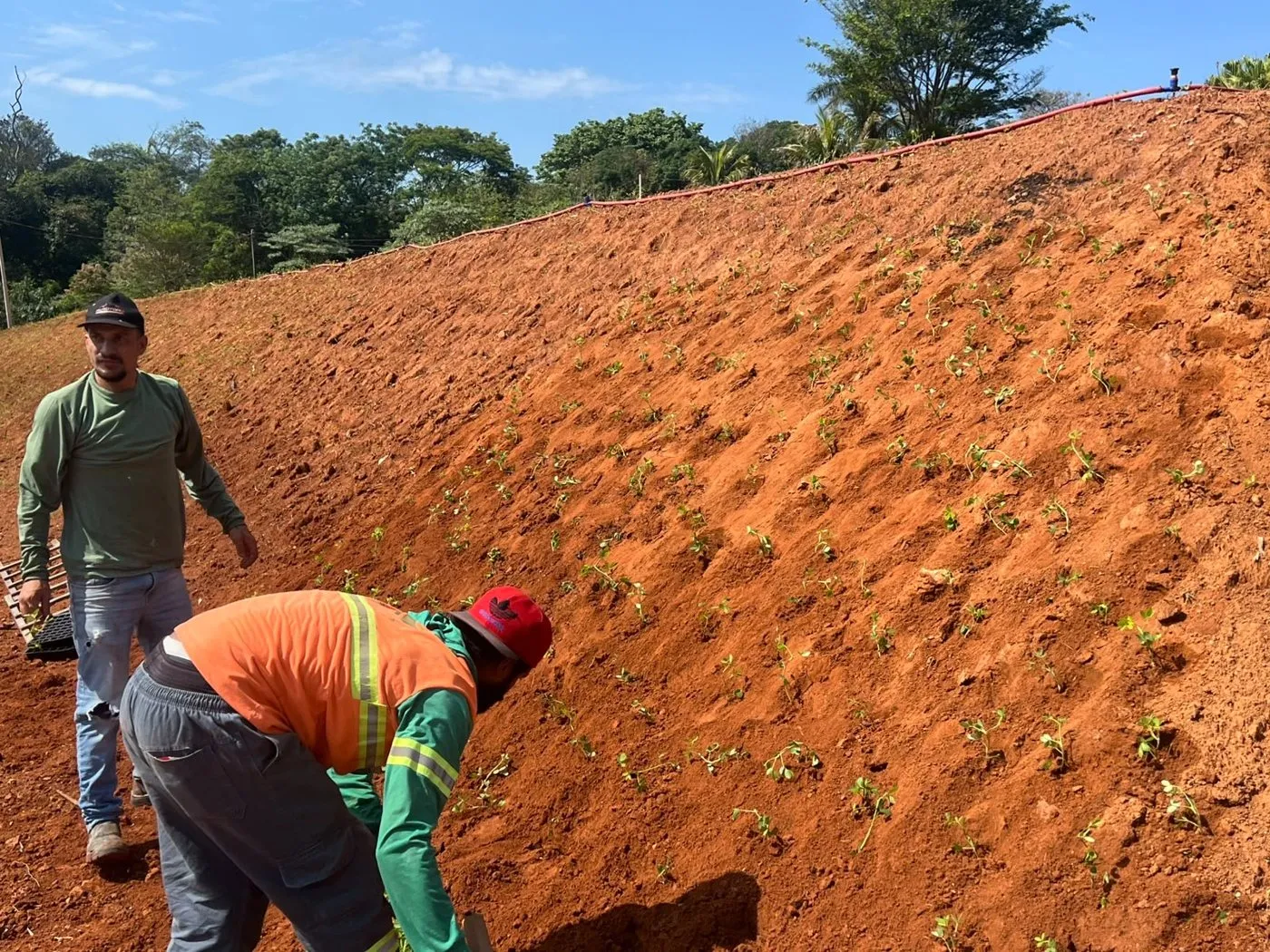 Equipe plantando mudas na face de um talude