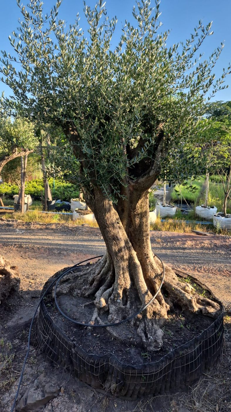 Oliveira centenária de tronco escultural