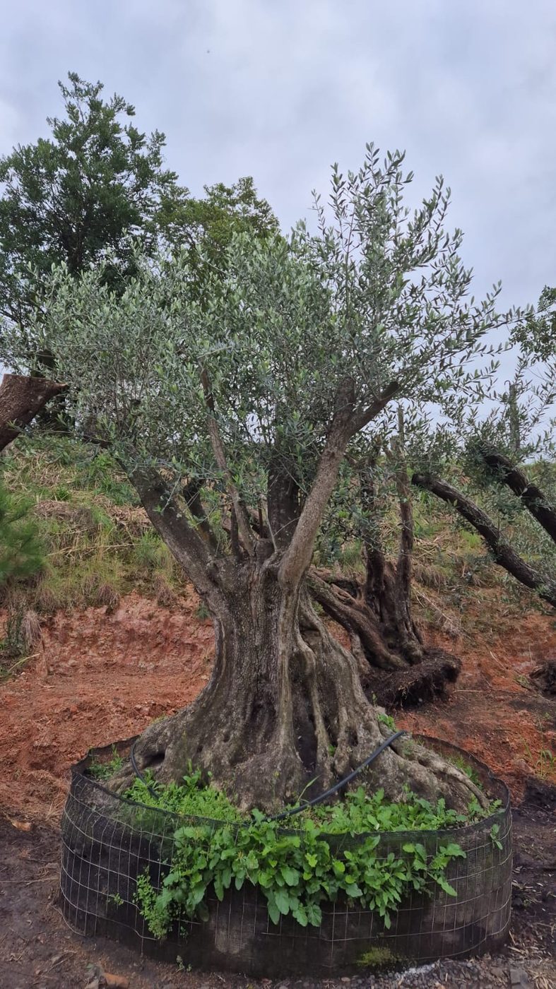 Oliveira de grande porte