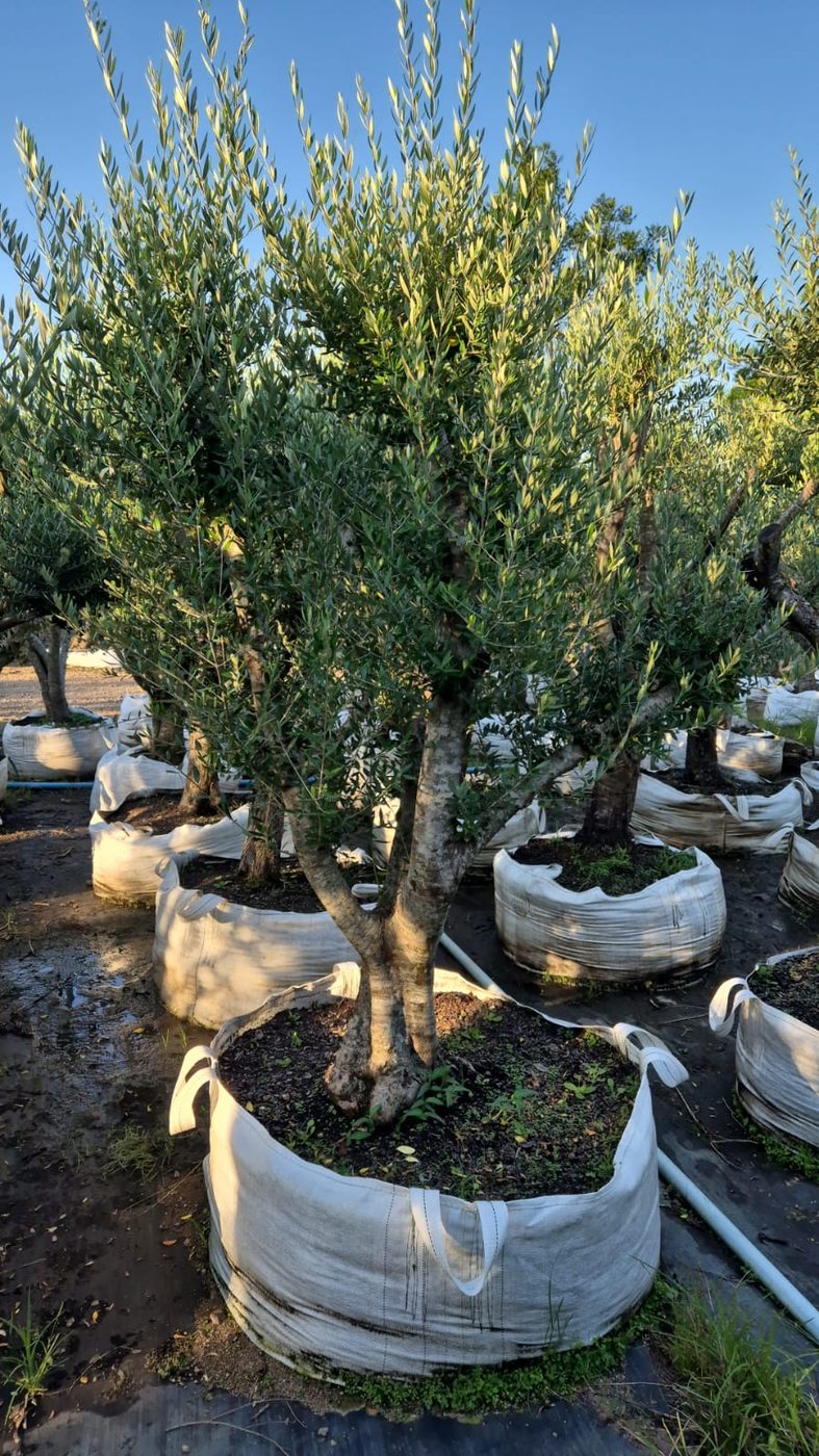 Oliveiras de médio porte no viveiro