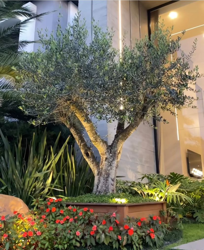 Oliveira em projeto de paisagismo concluído