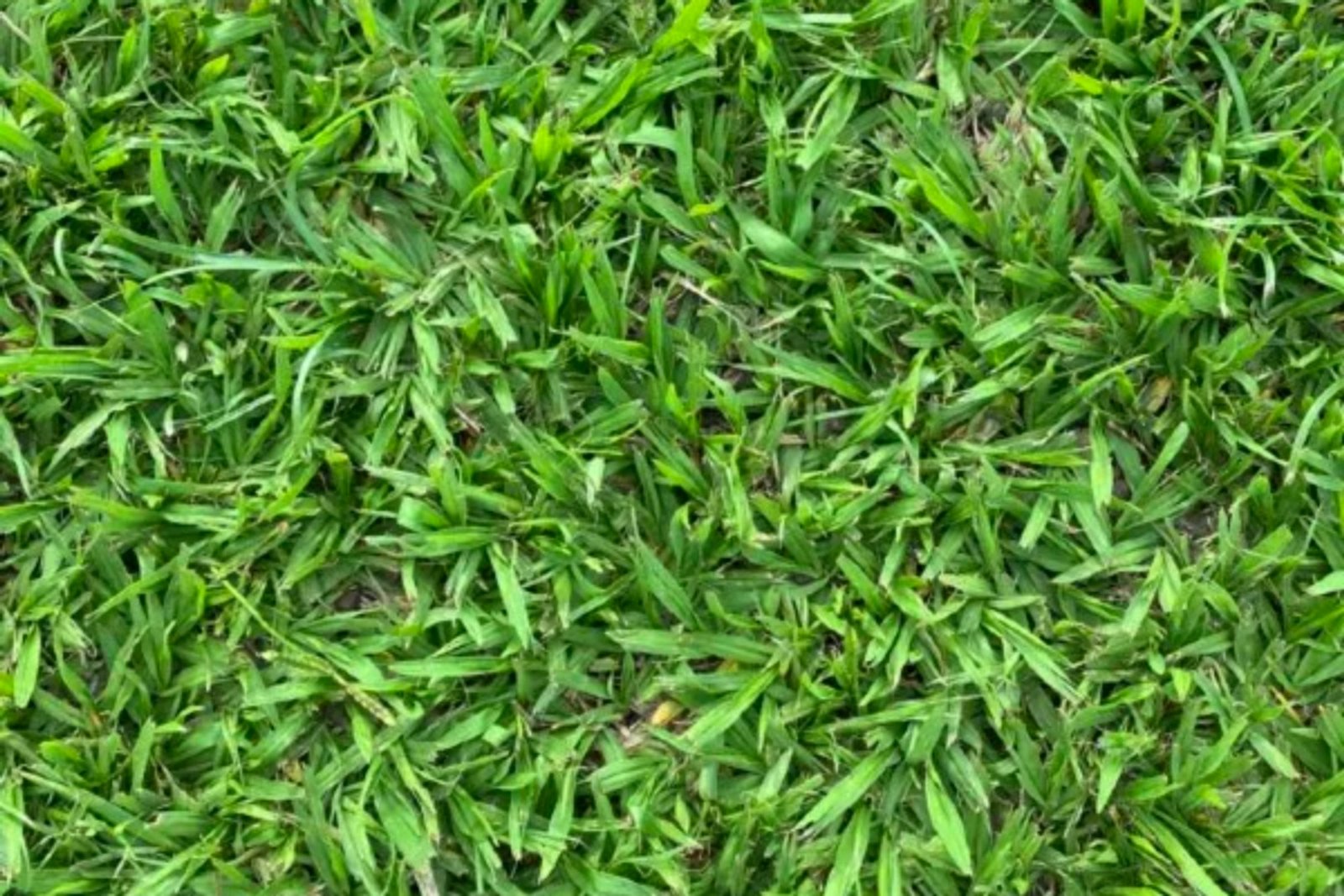 Grama Batatais